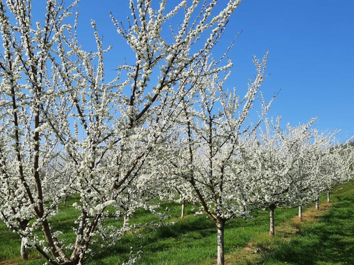 Ferienwohnung Am Weinberg Oberkirch  Εξωτερικό φωτογραφία