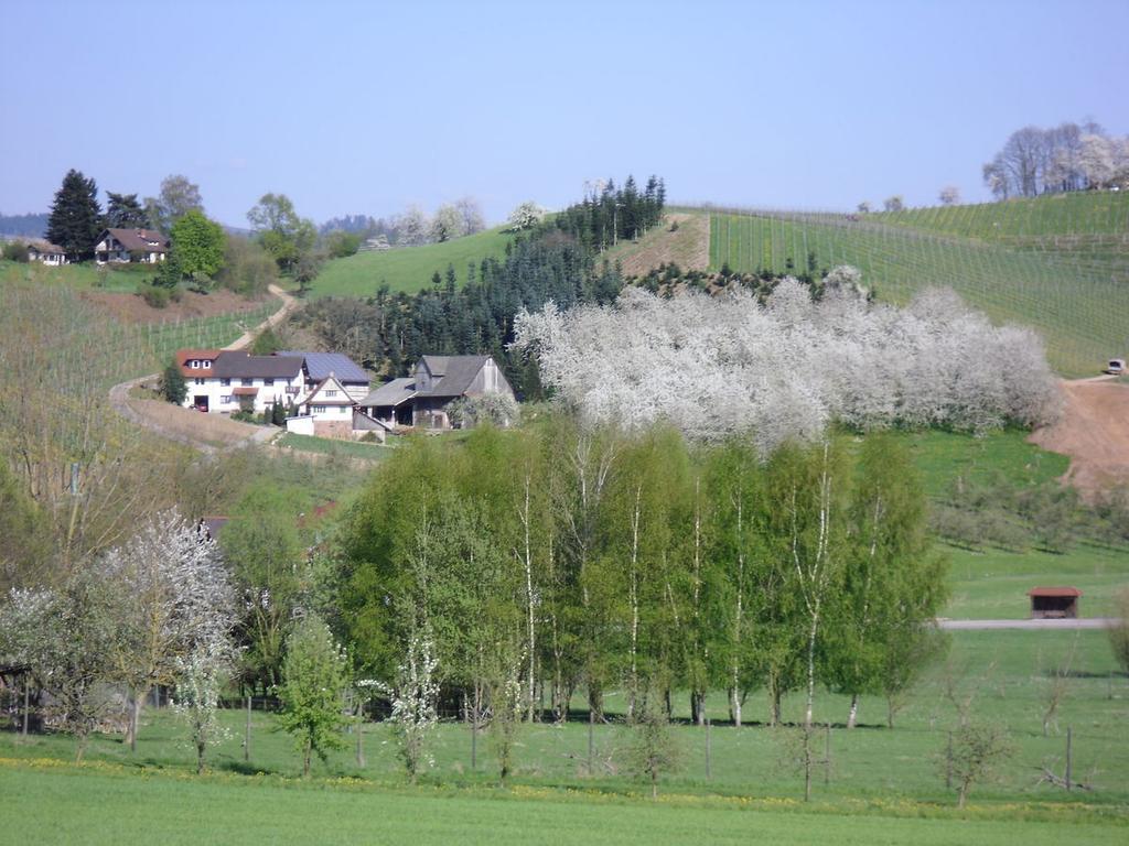 Ferienwohnung Am Weinberg Oberkirch  Εξωτερικό φωτογραφία